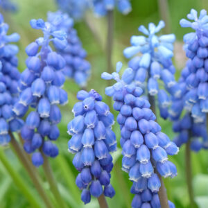 Muscari, armeniacum