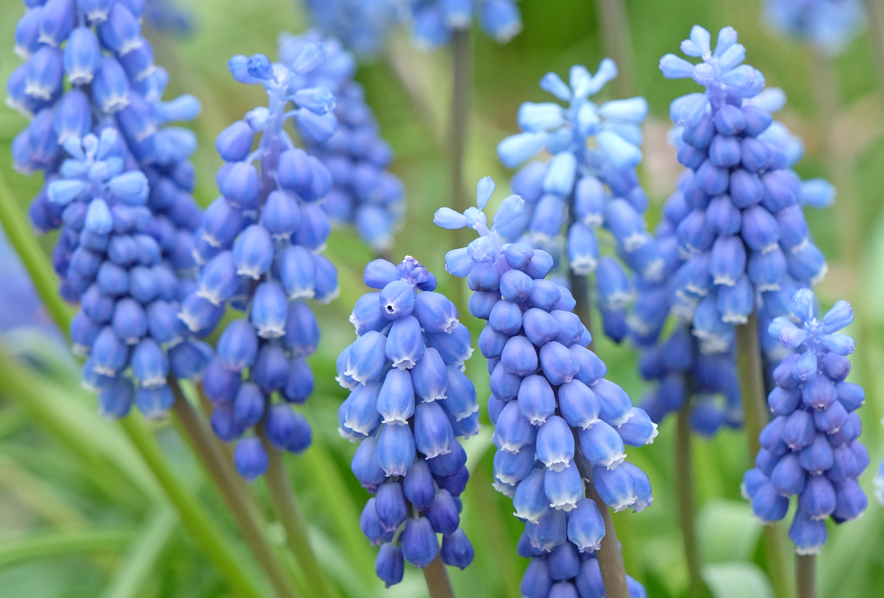 Muscari, armeniacum