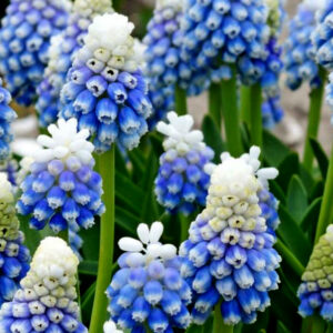 Muscari, armeniacum Mountain Lady