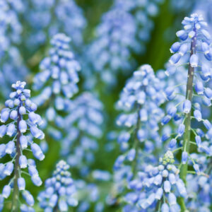 Muscari, neglectum Baby's Breath
