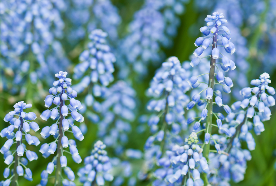 Muscari, neglectum Baby's Breath