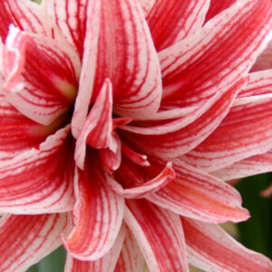 Winter-Flowering Double Dutch Amaryllis, Doublet