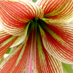 Winter-Flowering Single Amaryllis, Exotic Star