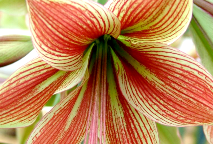 Winter-Flowering Single Amaryllis, Exotic Star