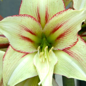 Winter-Flowering Single Amaryllis, Magic Green