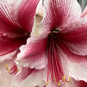 Winter-Flowering Single Amaryllis, Pink Beauty