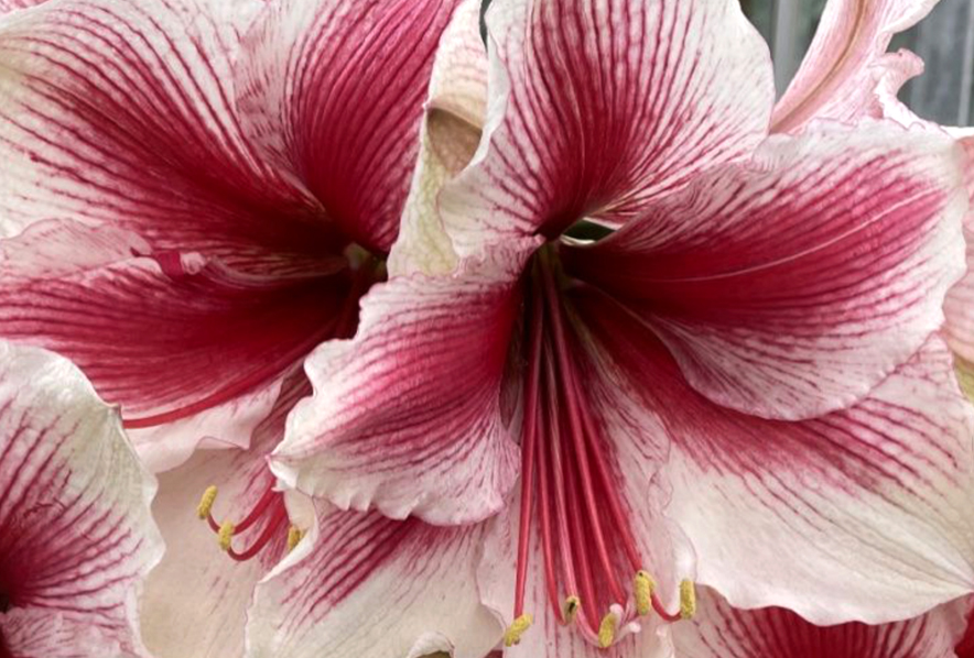 Winter-Flowering Single Amaryllis, Pink Beauty