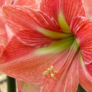 Winter-Flowering Single Amaryllis, Terra Cotta Star