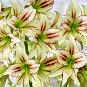 The “Semi-Hardy” Amaryllis, Cleopatra