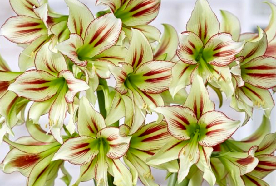 The “Semi-Hardy” Amaryllis, Cleopatra