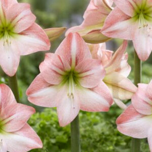 The “Semi-Hardy” Amaryllis, Fay
