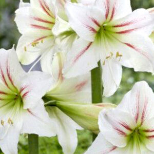 The “Semi-Hardy” Amaryllis, Geisha