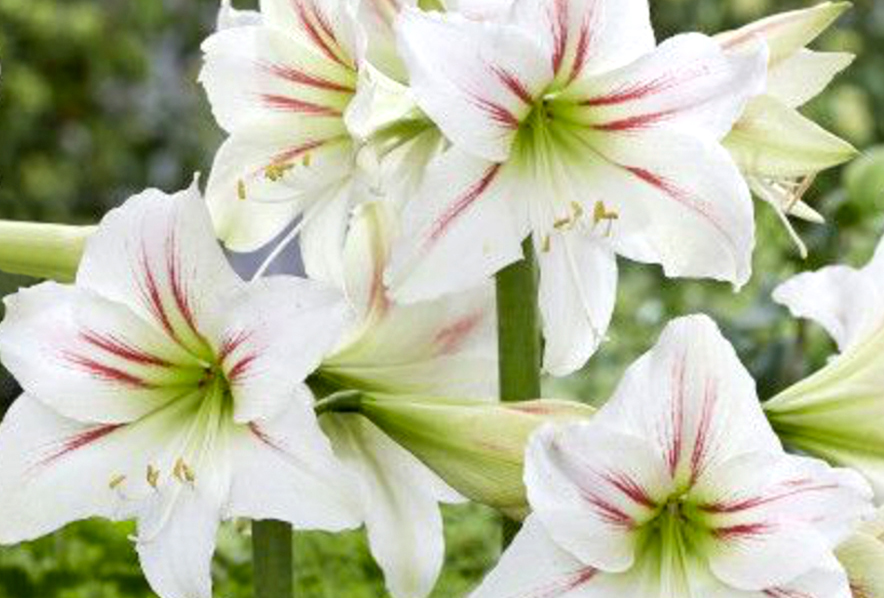 The “Semi-Hardy” Amaryllis, Geisha