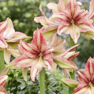 The “Semi-Hardy” Amaryllis, Van Gogh