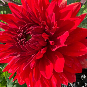 Decorative Dahlia, Garden Wonder
