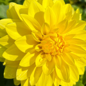 Decorative Dahlia, Golden Yellow