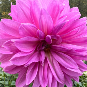 Decorative Dahlia, Le Baron