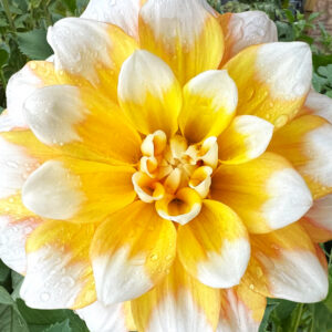 Decorative Dahlia, Seattle