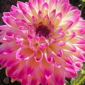 Decorative Dahlia, Stardust