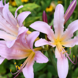 The Surprise Lily, Lycoris squamigera - 2 Bulbs