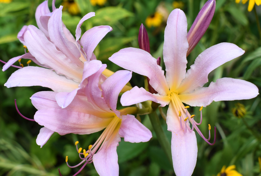 The Surprise Lily, Lycoris squamigera - 2 Bulbs